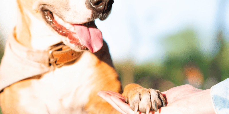 Paw Care Essentials