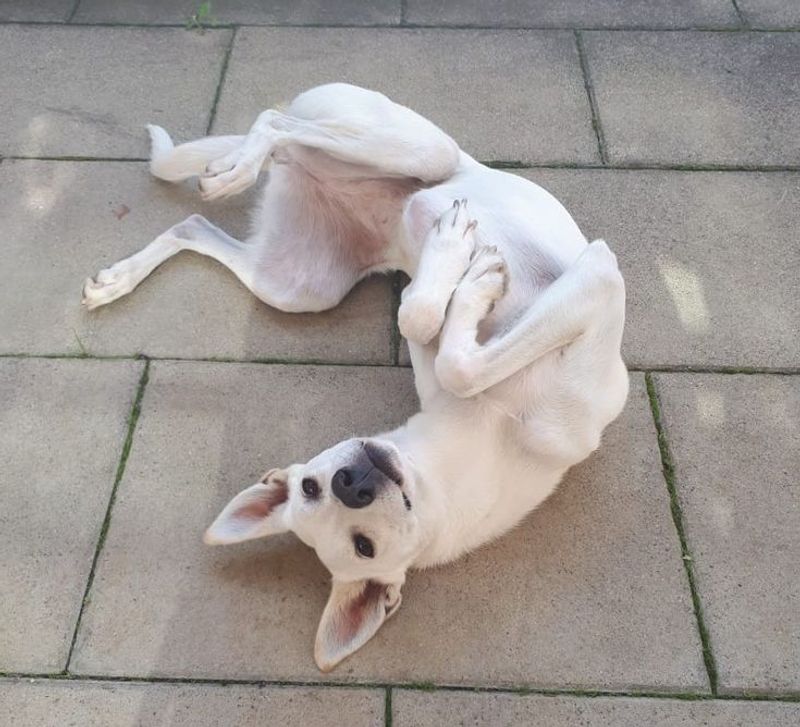 Rolling Over