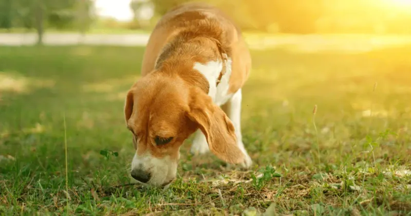 Sniffing