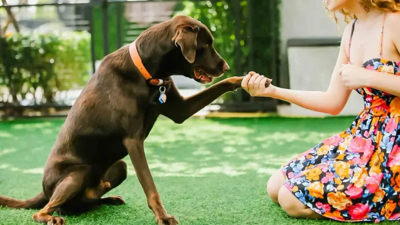 Paw Myths Debunked