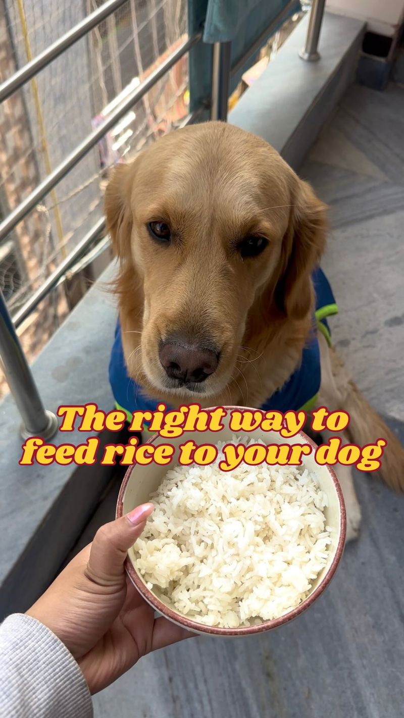 Rice
