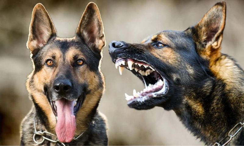 Aggression towards Other Dogs