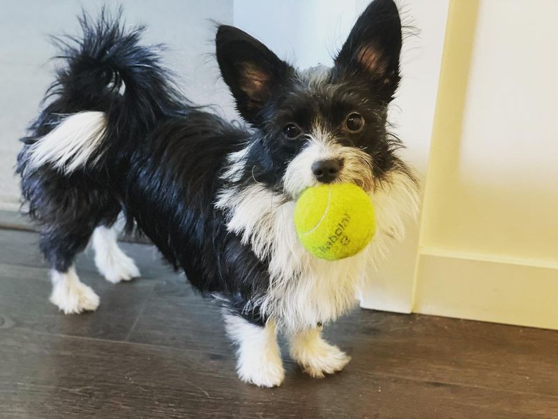 Corgipoo