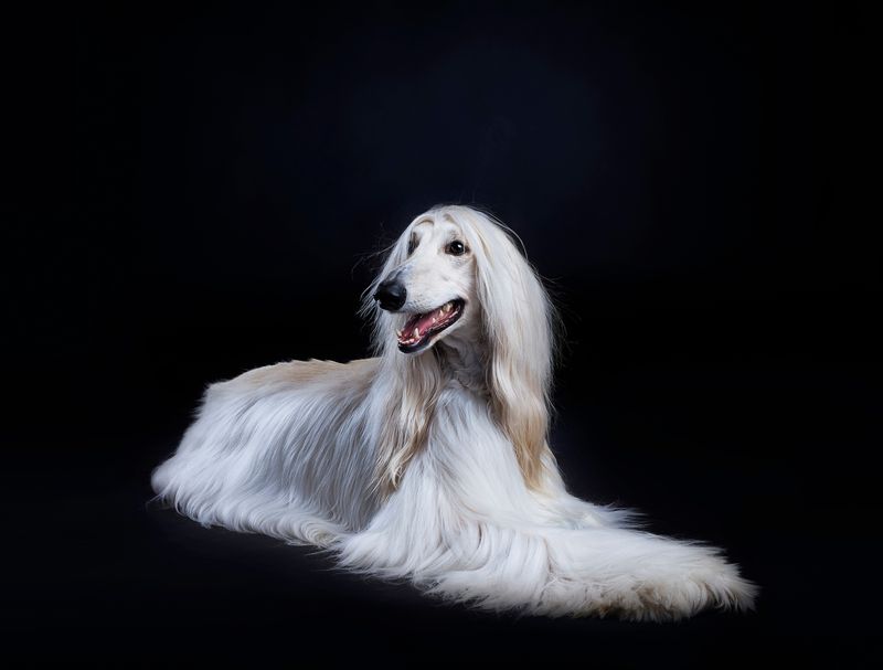 Afghan Hound