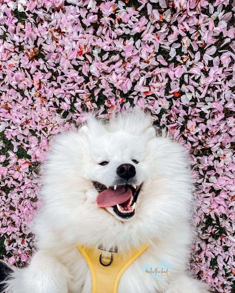 Samoyed