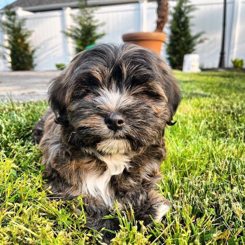Havanese