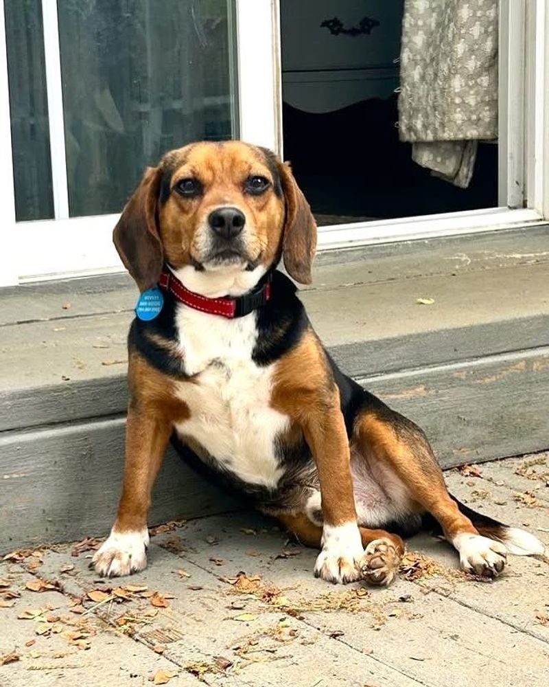 Beagle