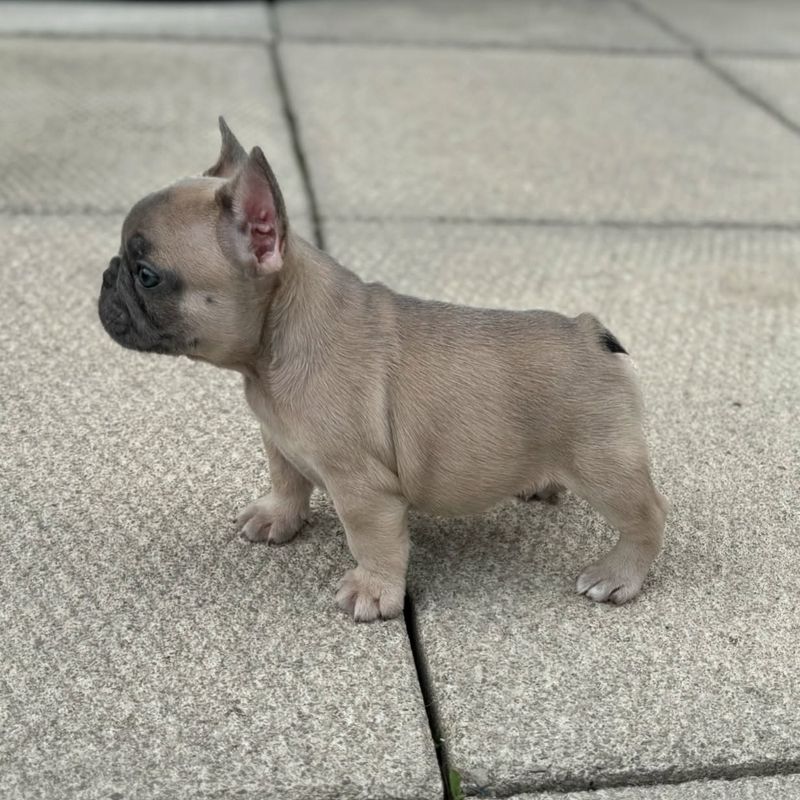 French Bulldog