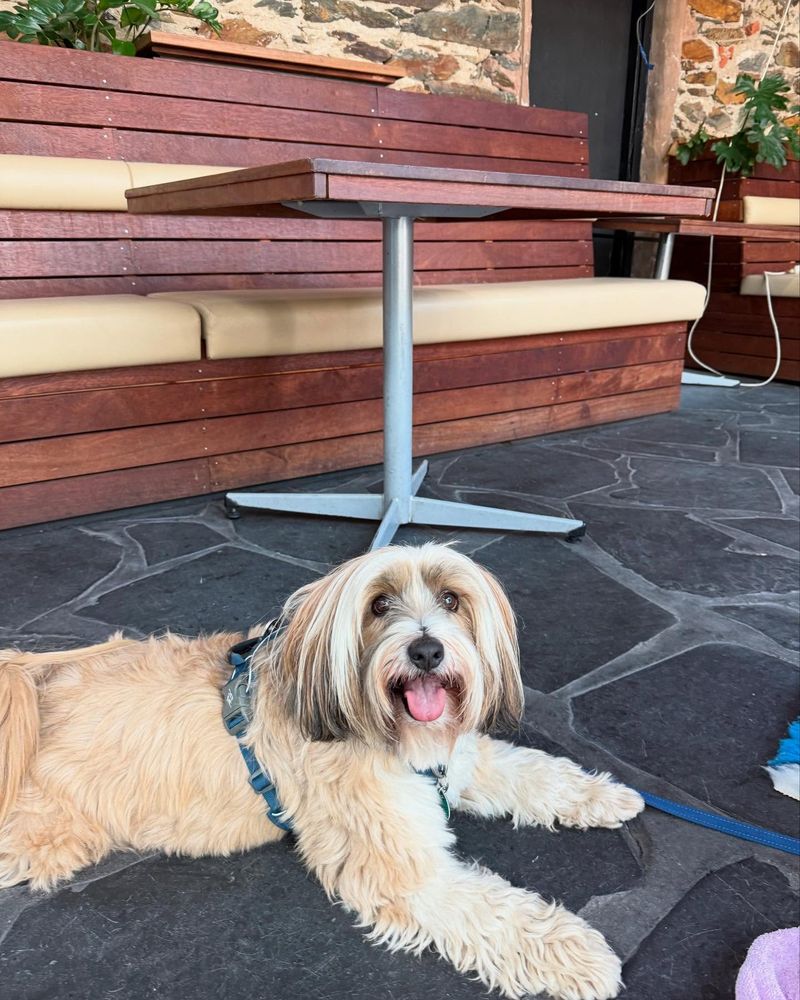 Tibetan Terrier