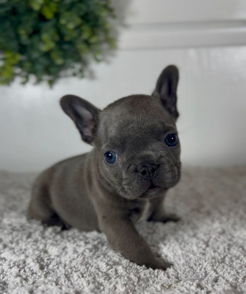 French Bulldog