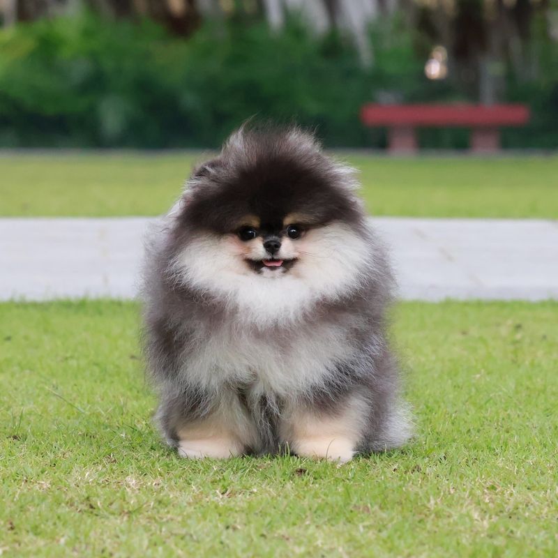Pomeranian