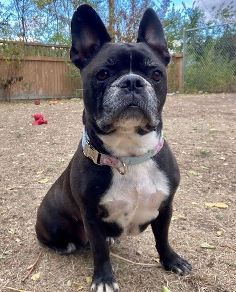 French Bulldog