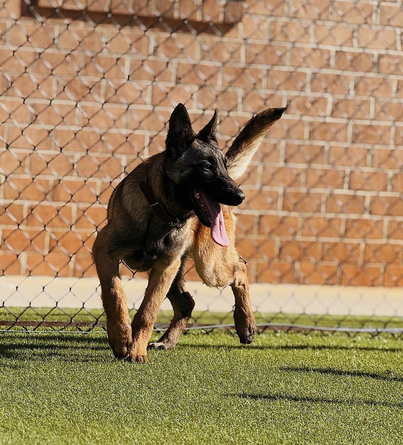 Belgian Malinois