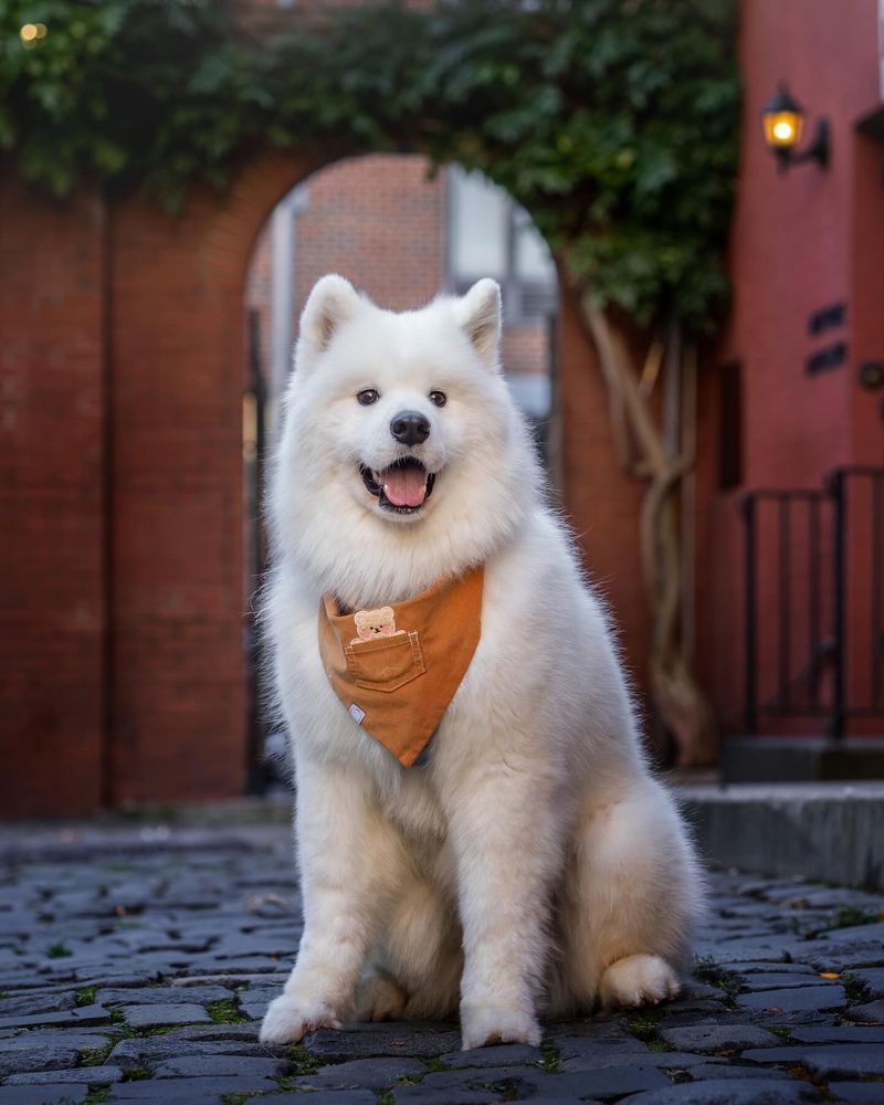 Samoyed