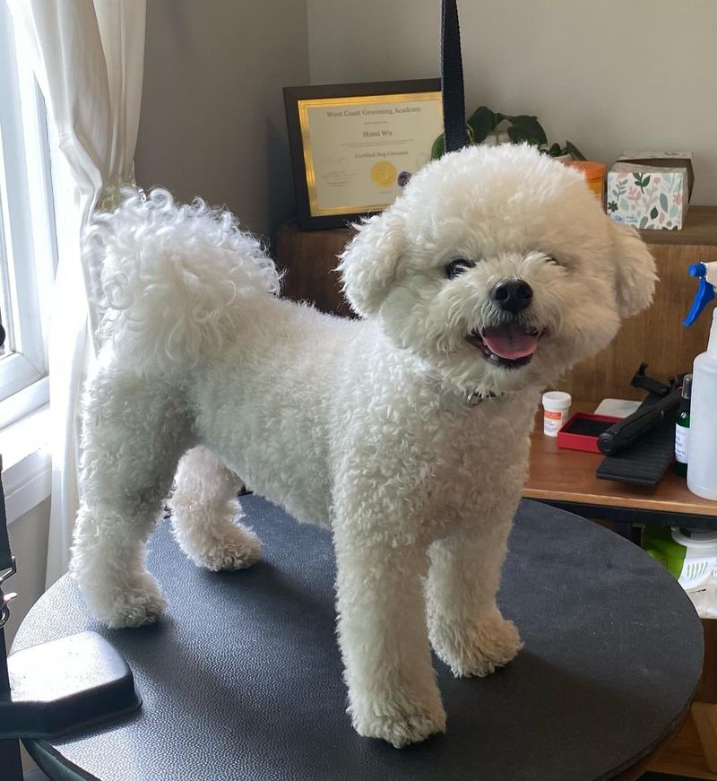 Bichon Frise
