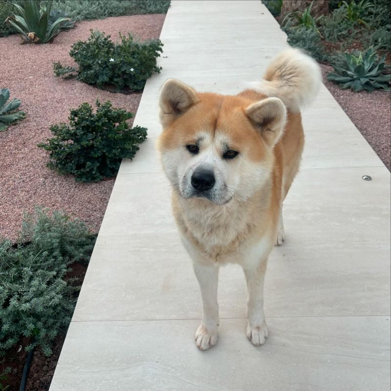 Akita Inu