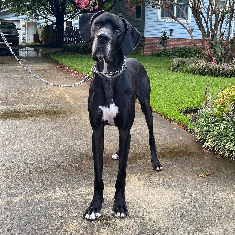 Great Dane