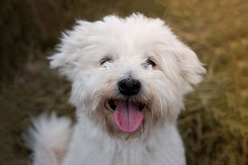 Maltese