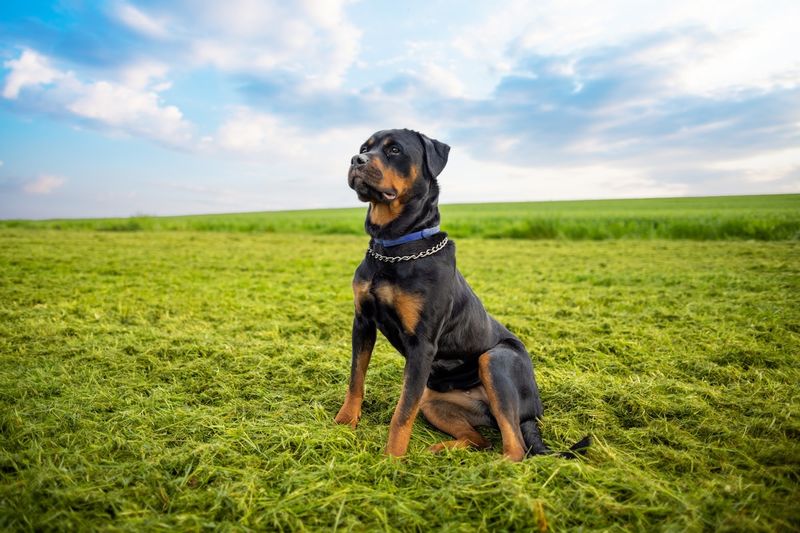Rottweiler