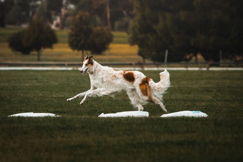 Borzoi