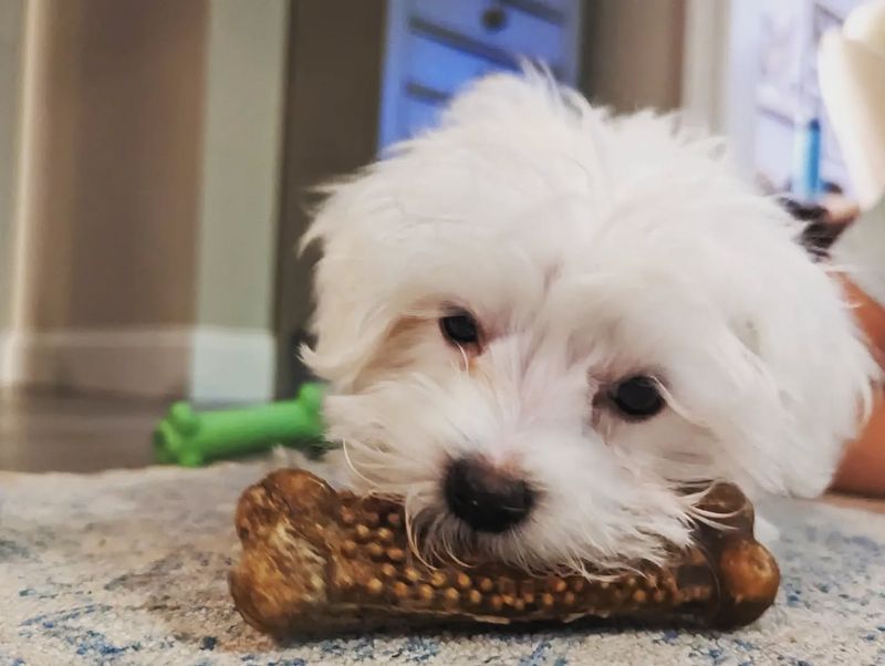 Maltese