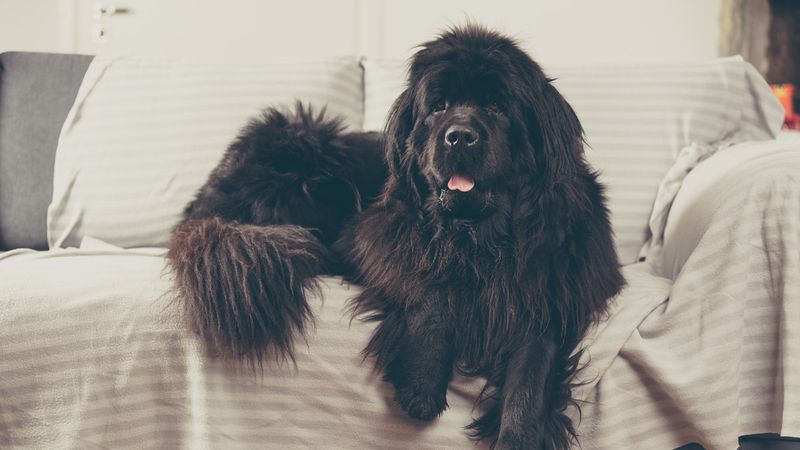 Newfoundland