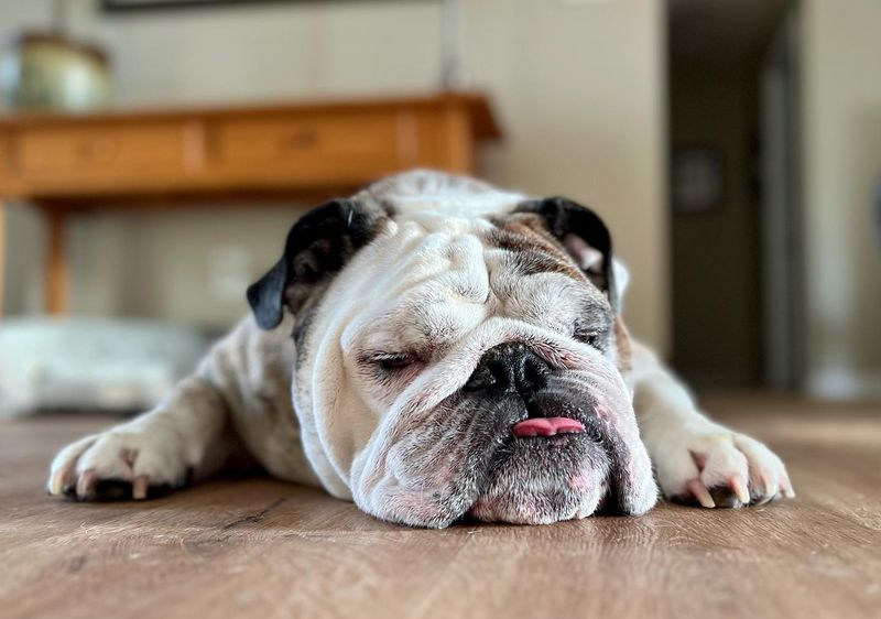English Bulldog