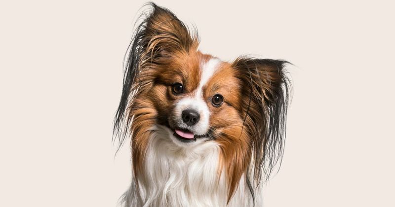 Papillon