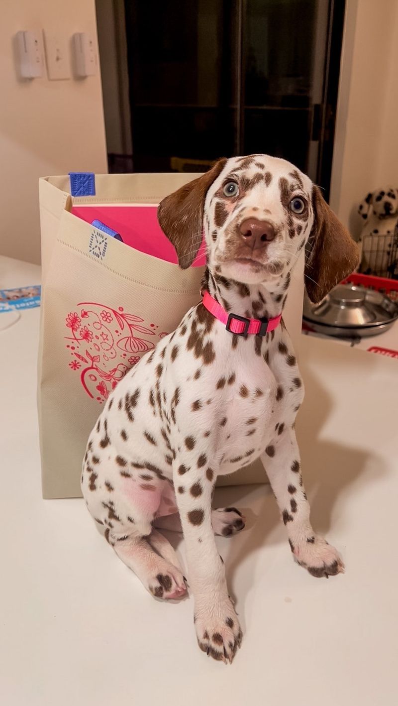 Dalmatian