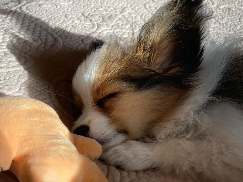 Papillon