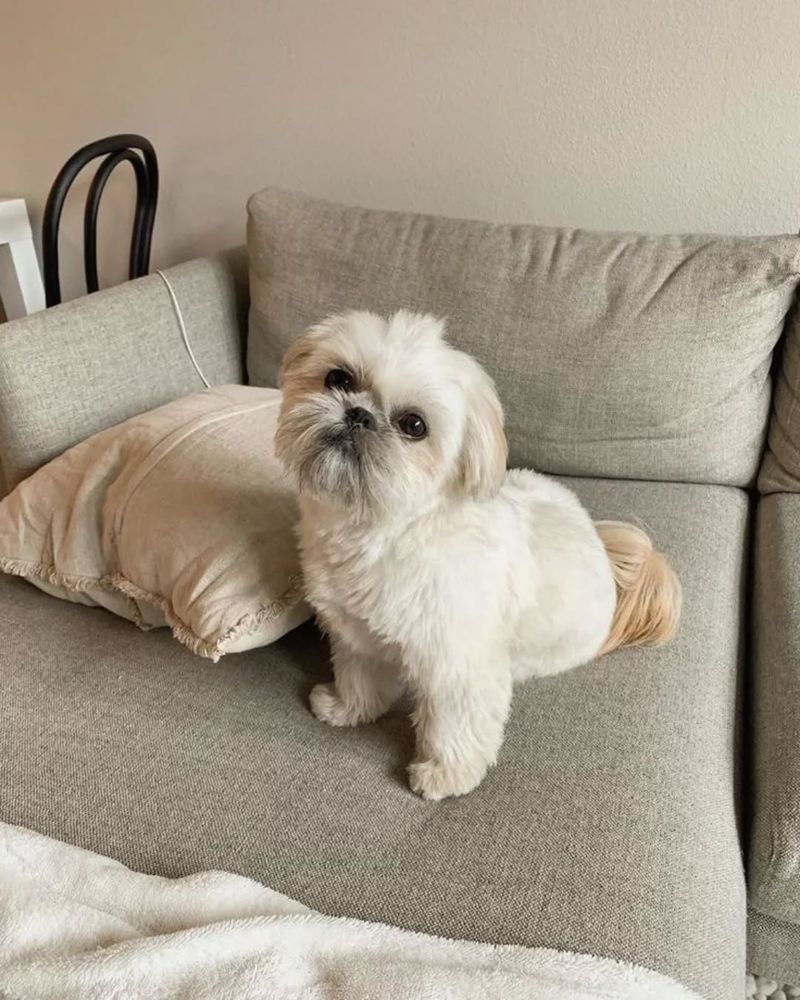 Shih Tzu