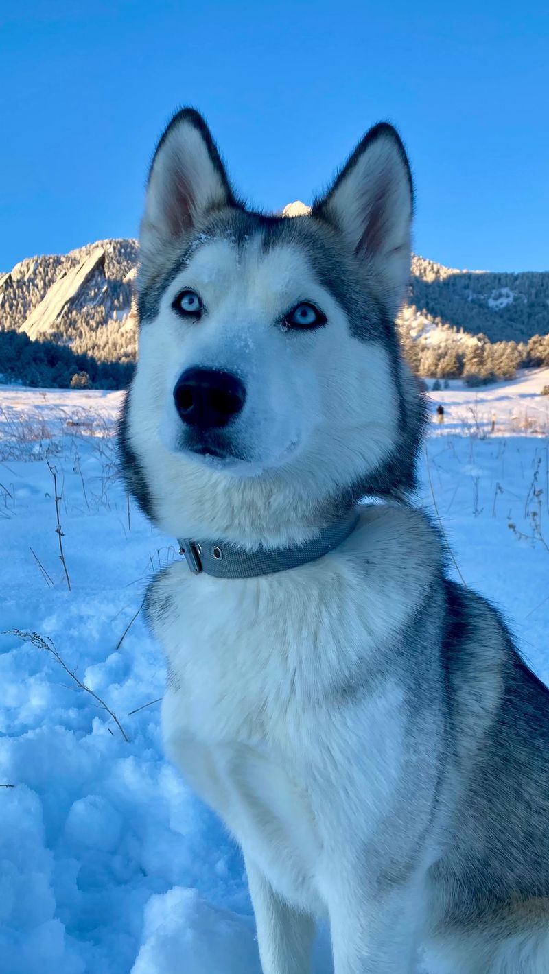 Siberian Husky