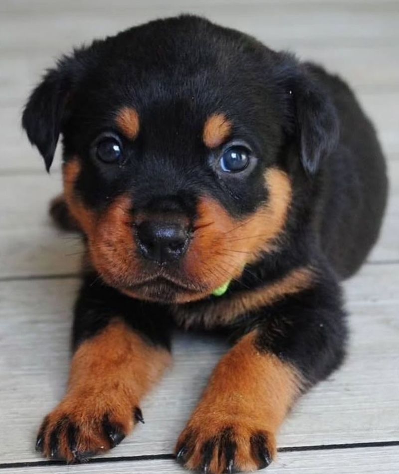 Rottweiler