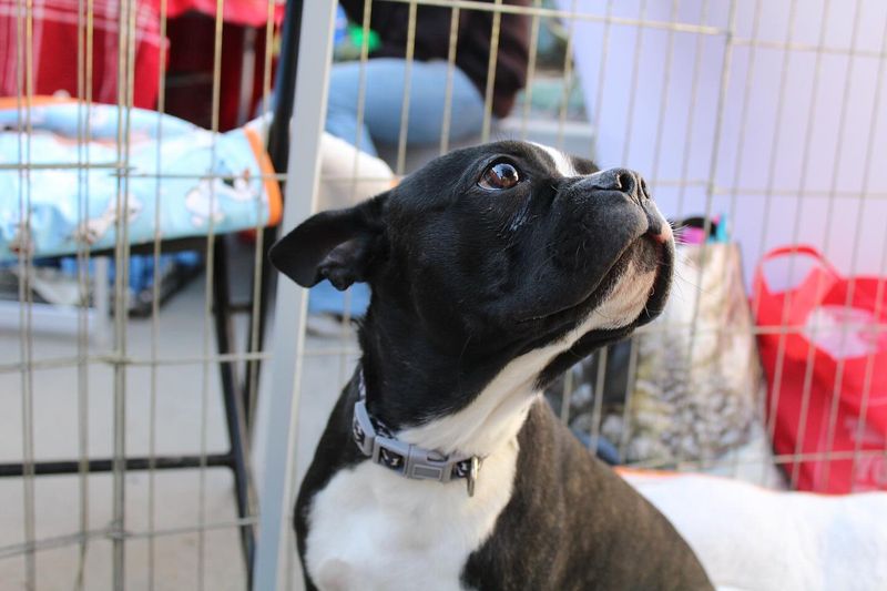 Boston Terrier