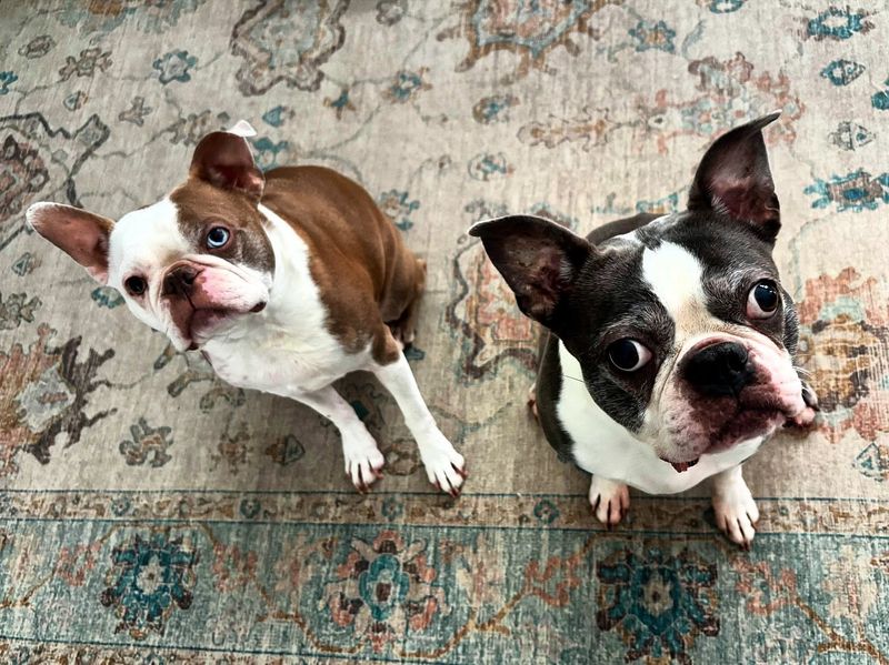 Boston Terrier