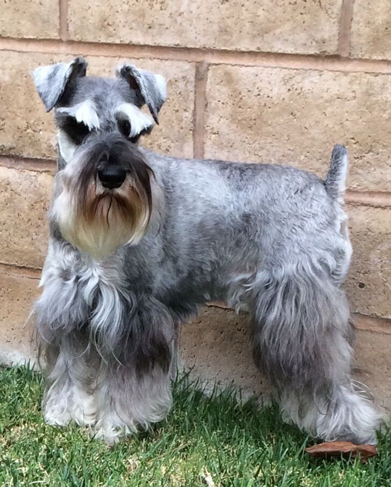 Miniature Schnauzer