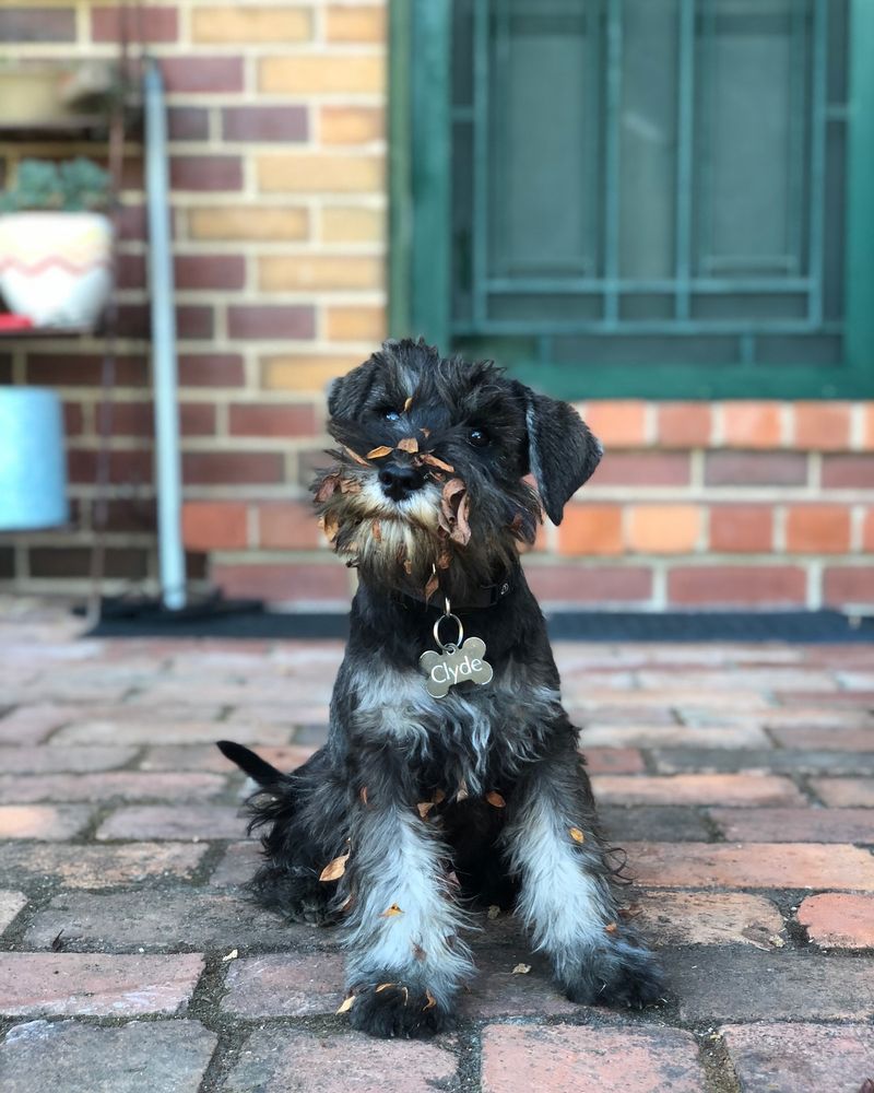 Miniature Schnauzer