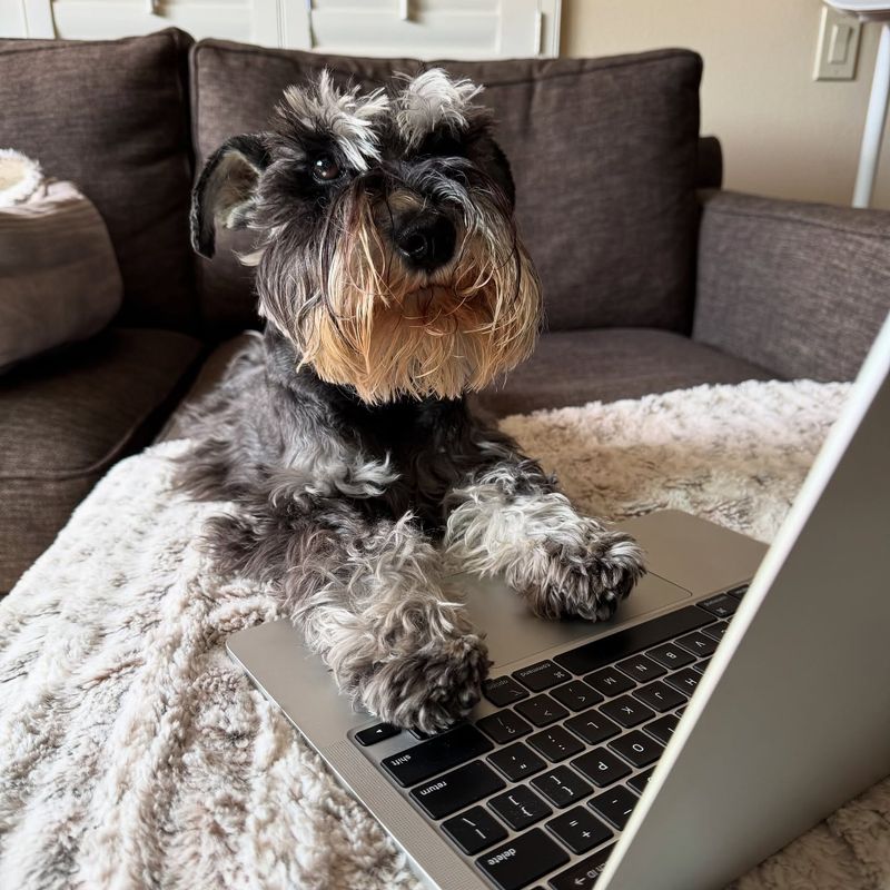 Miniature Schnauzer