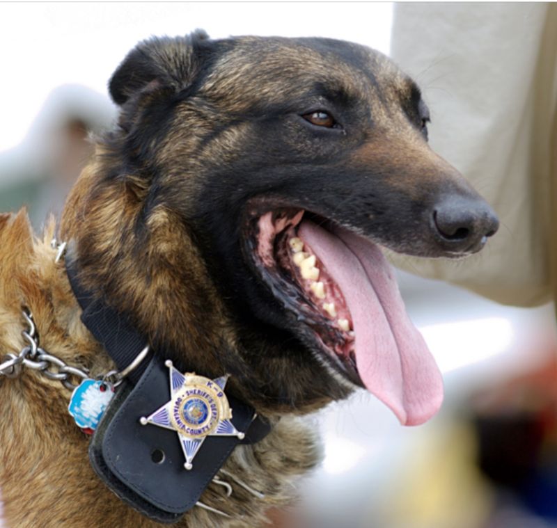 Belgian Malinois