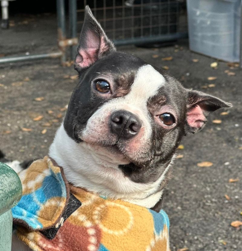 Boston Terrier