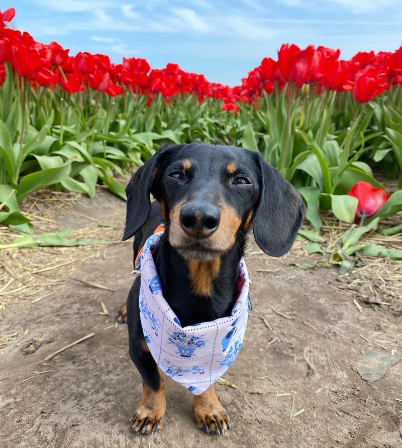 Dachshund