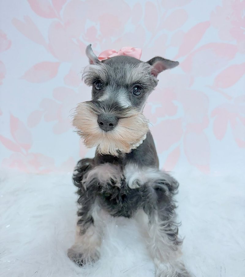 Miniature Schnauzer