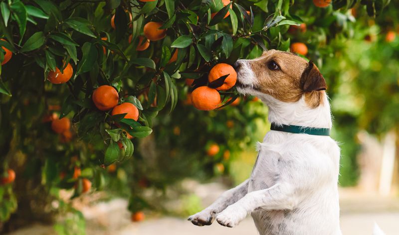Citrus Fruits