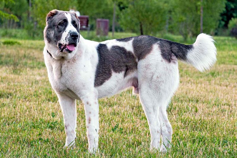 Central Asian Shepherd Dog