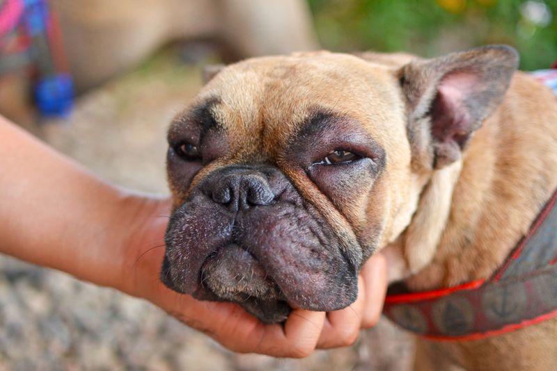 Swelling of Face or Paws