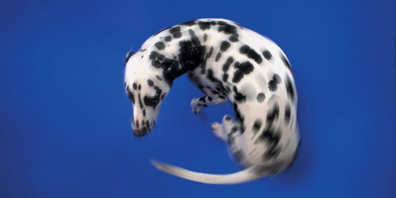 Chasing Its Tail Vigorously