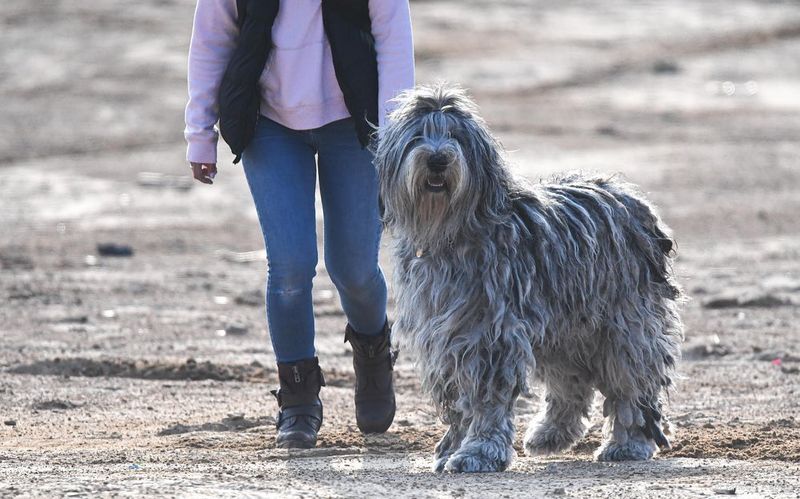 Bergamasco Sheepdog