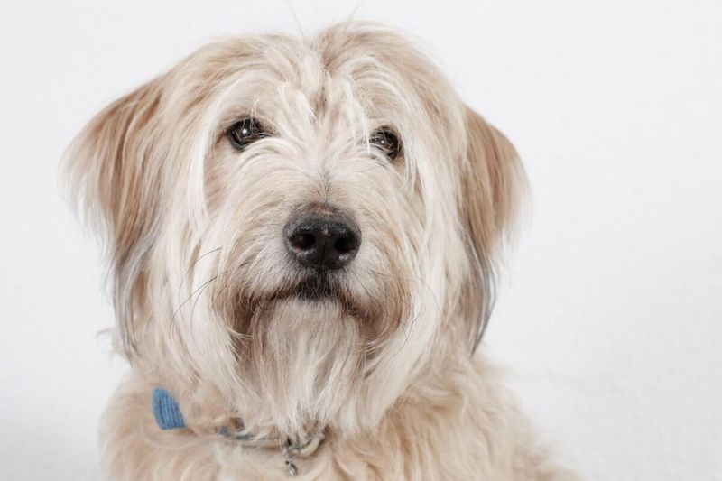 Catalan Sheepdog
