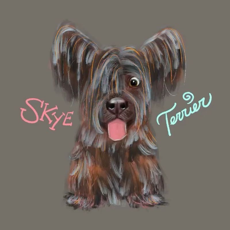 Skye Terrier