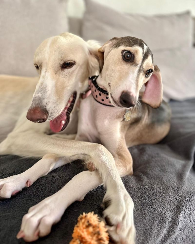 Saluki